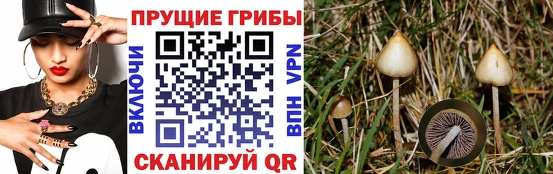 Галлюциногенные грибы Cubensis Севастополь